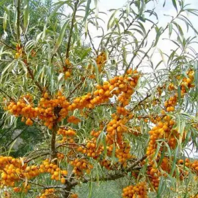 Облепиха ДАР МГУ в Калинковичах