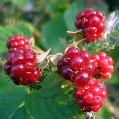 Княженика АСТРА в Калинковичах