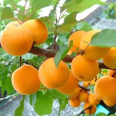 Абрикос ОРИГИНАЛ в Калинковичах