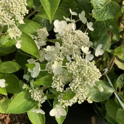 Гортензия ПРИМ ВАЙТ метельчатая в Калинковичах