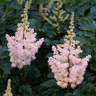 Астильба ЛИЛИПУТ курчавая в Калинковичах