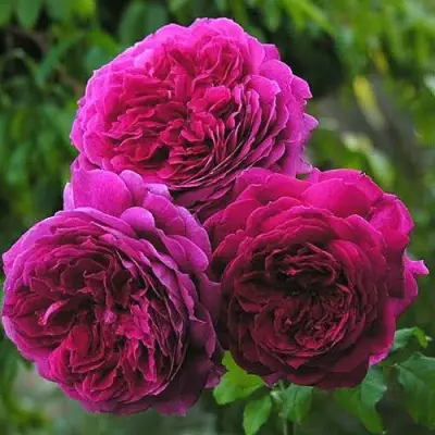 Роза КЕЙТ английская в Калинковичах