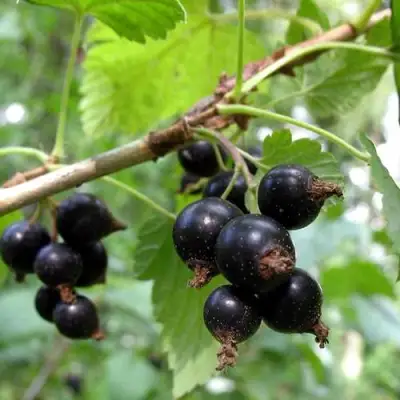 Смородина чёрная ШАРОВИДНАЯ в Калинковичах