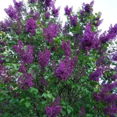 Сирень СУМЕРКИ в Калинковичах