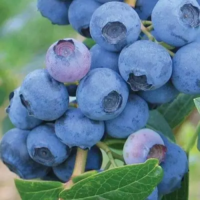 Голубика ЭРЛИБЛЮ в Калинковичах