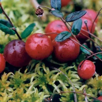 Клюква МАК ФАРЛИН в Калинковичах