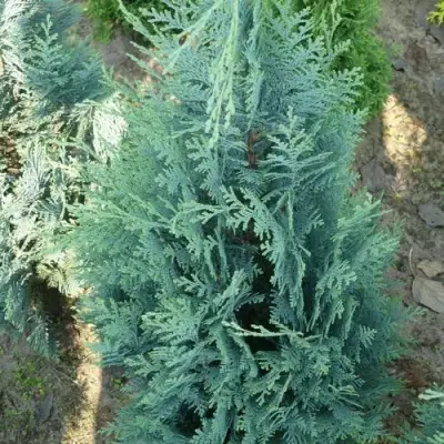 Кипарисовик КОЛУМНАРИС лавсона в Калинковичах