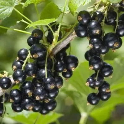 Смородина чёрная ВОЛШЕБНИЦА в Калинковичах