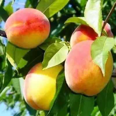 Персик ПАМЯТЬ ЛОЙКО в Калинковичах