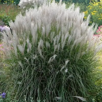 Мискантус КЛЯЙН СИЛЬБЕРСПАЙН китайский  в Калинковичах