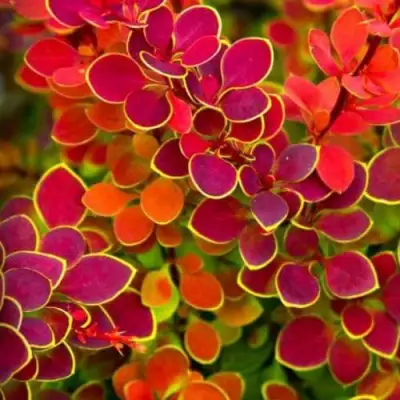 Барбарис ОРАНЖ САНРАЙЗ тунберга в Калинковичах