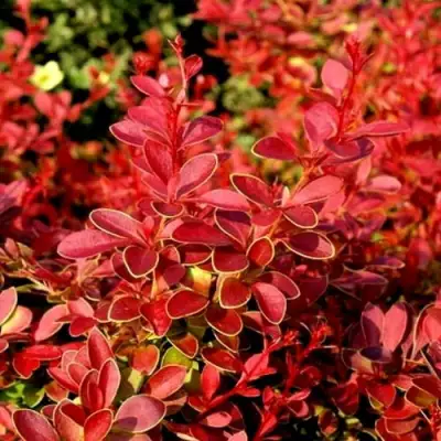 Барбарис КОРАЛ тунберга в Калинковичах