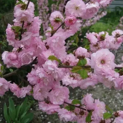 Миндаль ТРЁХЛОПАСТНЫЙ (луизеания) в Калинковичах