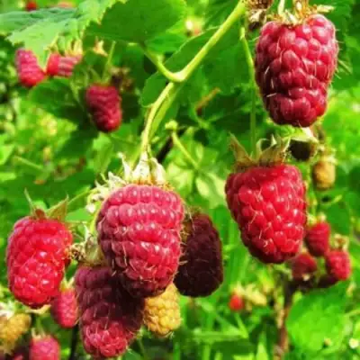 Малина ДЖОАН ДЖИ (ДЖОАН ДЖЕЙ) в Калинковичах