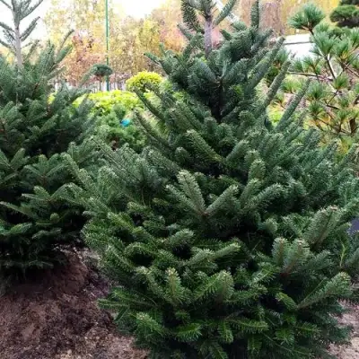 Пихта ФРАЗЕРА в Калинковичах