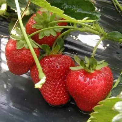 Клубника МОНТЕРЕЙ ремонтантная в Калинковичах