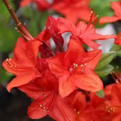 Азалия ПАРКФАЕР листопадная в Калинковичах