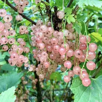 Смородина розовая ГОЛЛАНДСКАЯ РОЗОВАЯ в Калинковичах