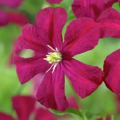 Клематис МАДАМ ДЖУЛИЯ КОРРЕВОН в Калинковичах