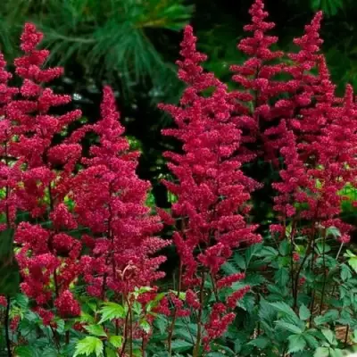 Астильба БУРГУНДИ РЕД Арендса в Калинковичах