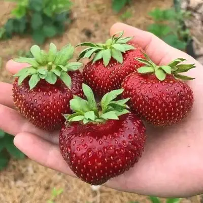 Клубника МАЛЬВИНА в Калинковичах