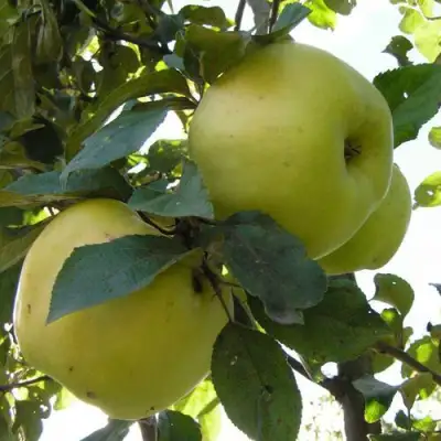 Яблоня АНТОНОВКА ОБЫКНОВЕННАЯ в Калинковичах