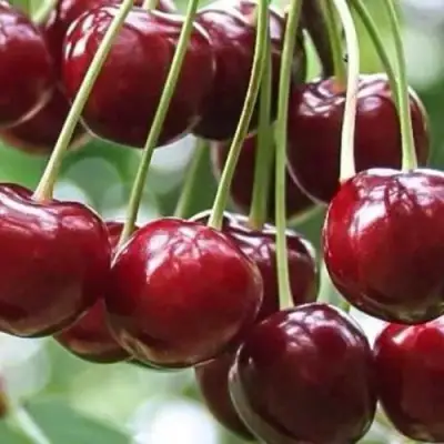 Вишня УЙФЕХЕРТОЙ ФЮРТОШ в Калинковичах