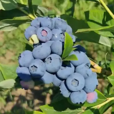 Голубика МЕГАС БЛЮ в Калинковичах