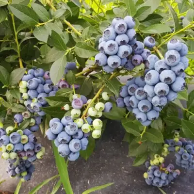 Голубика ОСОРНО в Калинковичах