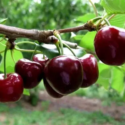 Вишня МОРОЗОВКА в Калинковичах