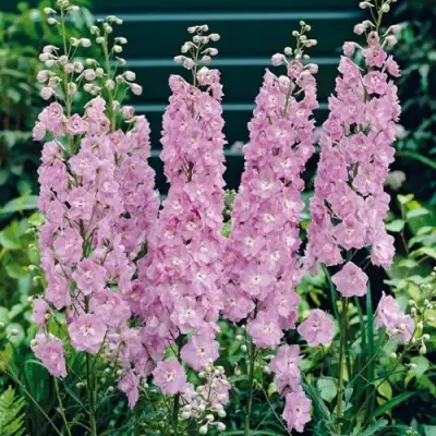 Дельфиниум ПЕТТИКОУТ гибридный в Калинковичах