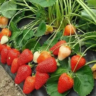 Клубника РОКСАНА в Калинковичах