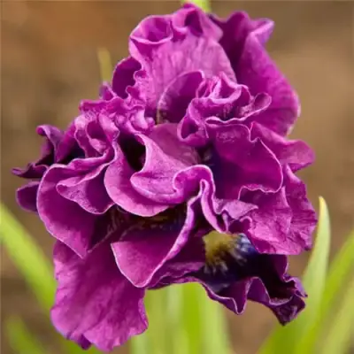 Ирис БАНДЛ ОВ ДЖОЙ сибирский в Калинковичах