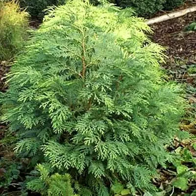 Кипарисовик САНКИСТ лавсона в Калинковичах