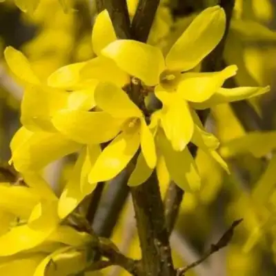 Форзиция ТАРАНДТ промежуточная в Калинковичах