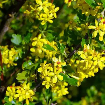 Смородина золотистая ВИШНЕВАЯ в Калинковичах