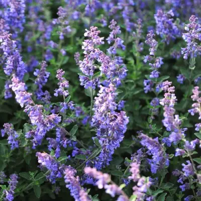 Котовник СИКС ХИЛЛС ГИАНТ в Калинковичах