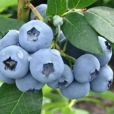 Голубика БЛЮЭТТА в Калинковичах