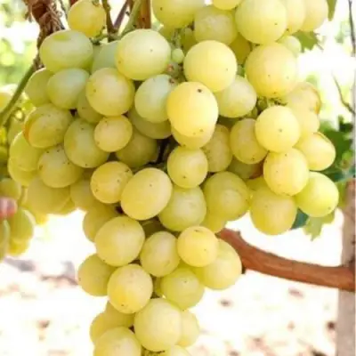 Виноград ТАЛИСМАН в Калинковичах