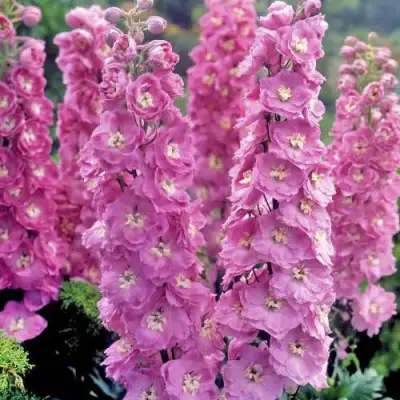 Дельфиниум ДЕЛЬФИС ПИНК ПАУЭ высокий в Калинковичах