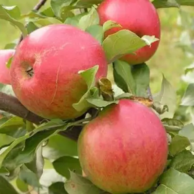 Яблоня АУКСИС в Калинковичах