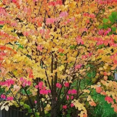 БАГРЯННИК японский в Калинковичах