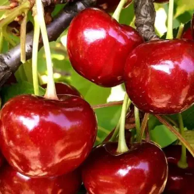 Черешня МИНЧАНКА в Калинковичах