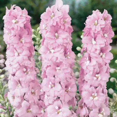 Дельфиниум ПЕТТИКОУТ гибридный в Калинковичах