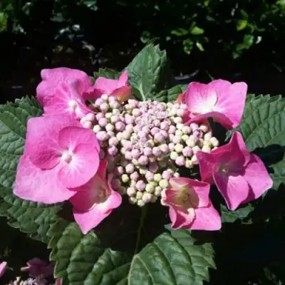 Гортензия БЛАУМАЙС (БЛАУМАЙЗЕ) крупнолистная в Калинковичах