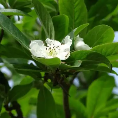 МУШМУЛА  в Калинковичах