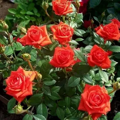 Роза ОРАНЖ ДЖЕВЕЛ миниатюрная в Калинковичах