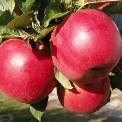 Яблоня РУБИН в Калинковичах