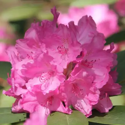 Рододендрон ЛУМИНА в Калинковичах