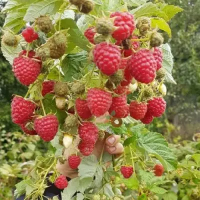 Малина ТАДМОР в Калинковичах